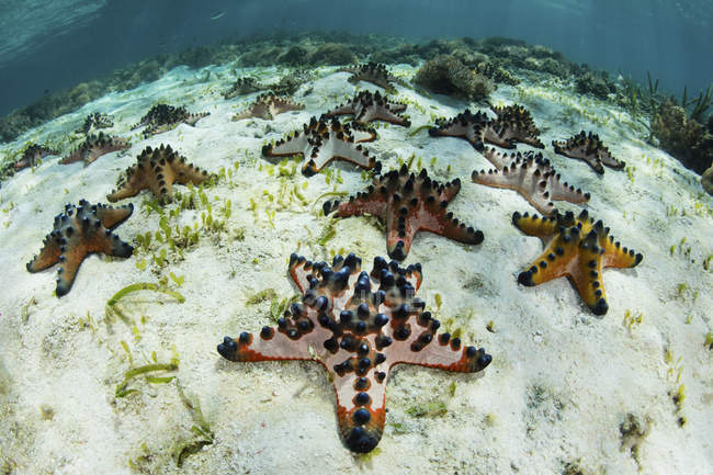 Colorful chocolate chip starfish on seafloor — Stock Photo