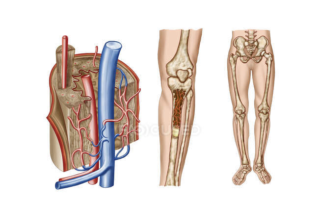Anatomía de la médula ósea humana sobre fondo blanco - foto de stock