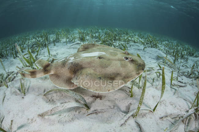 Caribbean electric ray laying on seafloor — Stock Photo