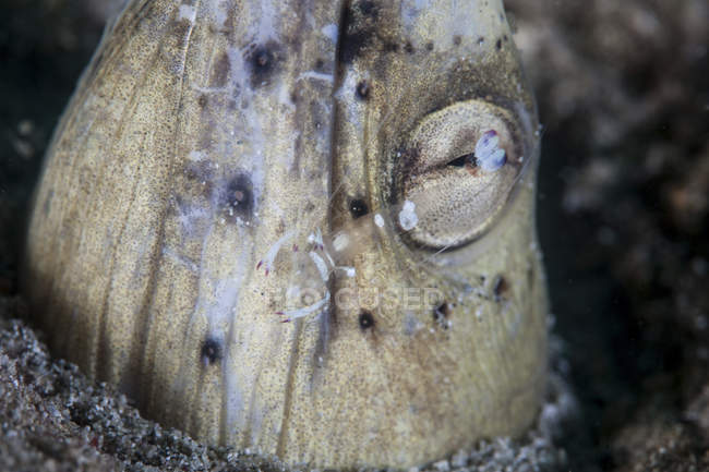 Camarones más limpios sobre la anguila serpiente de aletas negras - foto de stock