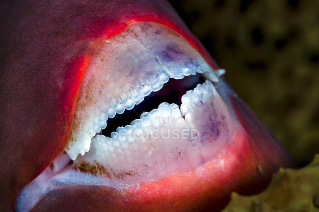 Dentes de peixe papagaio close-up tiro — Fotografia de Stock