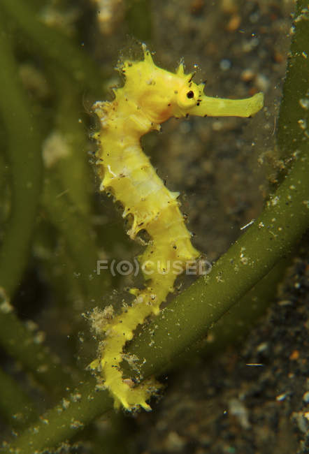 Thorny seahorse coiled around algae — Stock Photo
