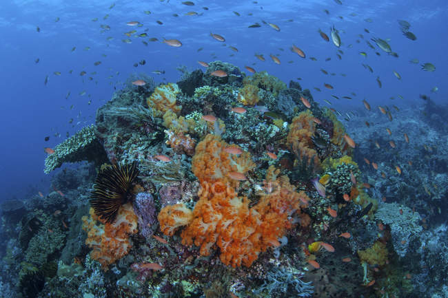 Коралловый риф в Национальном парке Комодо — стоковое фото