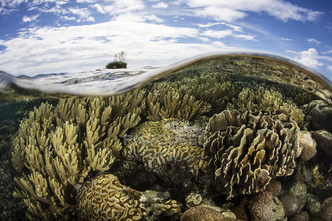 Variedad de corales que crecen en aguas poco profundas - foto de stock
