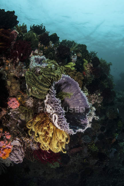 Colorful crinoids and sponges on reef — Stock Photo