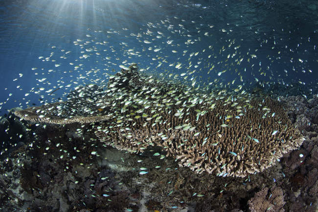 Escola damegoísta nadando sobre coral — Fotografia de Stock