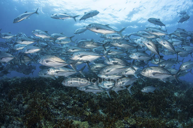 Bigeye Jacks swimming over reef — Stock Photo