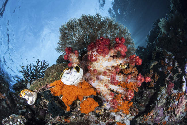Барвисті м'які корали на рифі — стокове фото