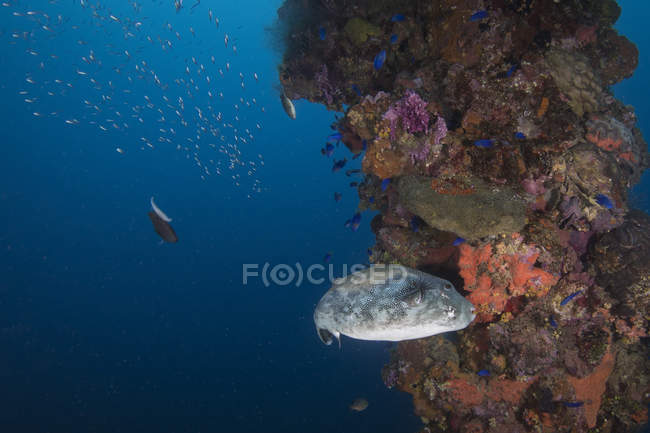 Pufferfish on Fujikawa Maru shipwreck — Stock Photo