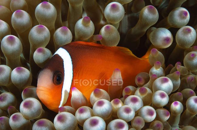 Чорний Anemonefish у приймаючої anemone — стокове фото