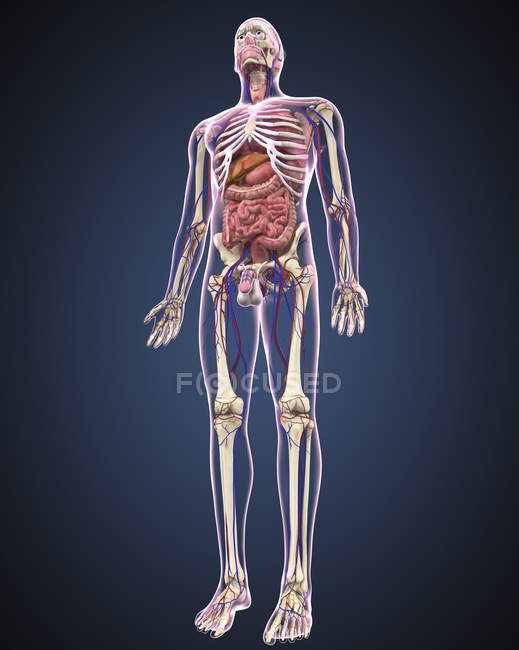 Full length view of male human body with organs — pharynx, sigmoid ...