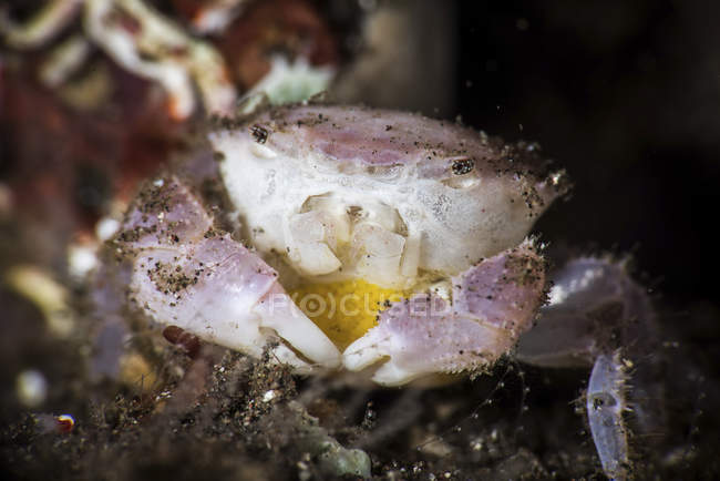 White crab holding eggs — Stock Photo