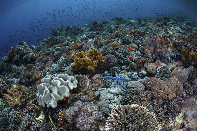Barriera corallina colorata vicino ad Alor — Foto stock