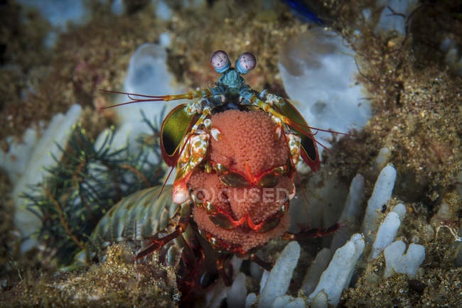 Mantis shrimp carrying egg ribbon — Stock Photo
