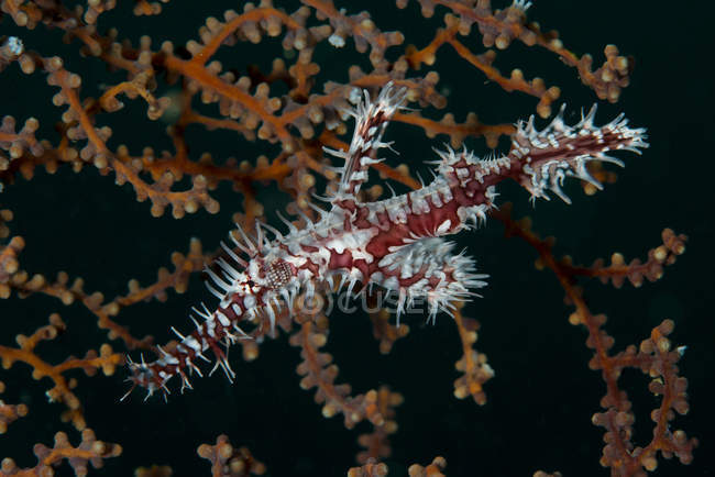 Red and white ornate harlequin ghost pipefish near gorgonian sea fan, Raja Ampat, West Papua, Indonesia — Stock Photo