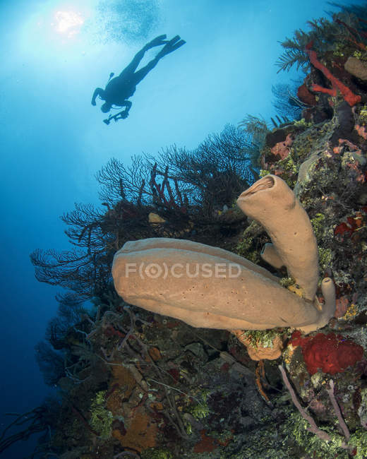 Buceador nadando sobre el arrecife en Roatán - foto de stock