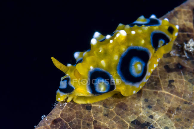 Ocellated phyllidia nudibranch — Stock Photo