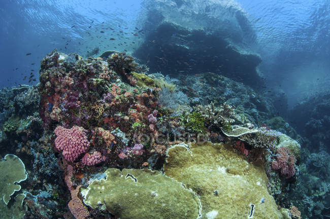 Коралові рифи в національному парку Комодо — стокове фото