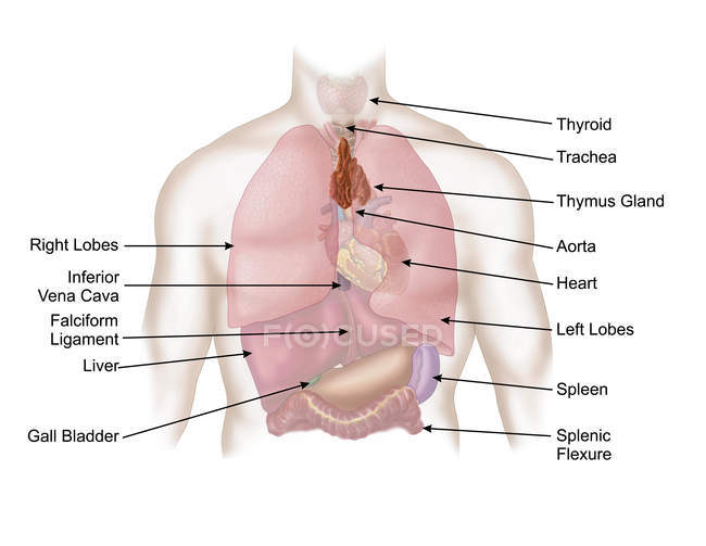 Ilustración médica de los sistemas respiratorios y digestivos humanos - foto de stock