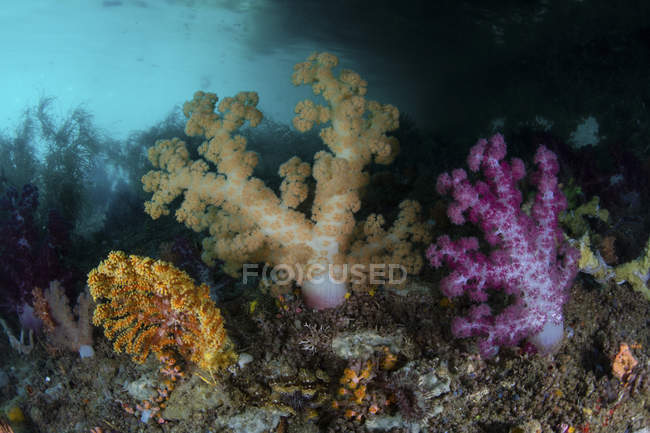 Weichkorallen wachsen auf Kalksteininsel — Stockfoto