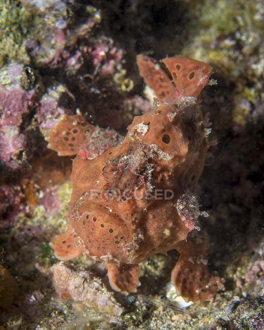Frogfish closeup shot — Stock Photo