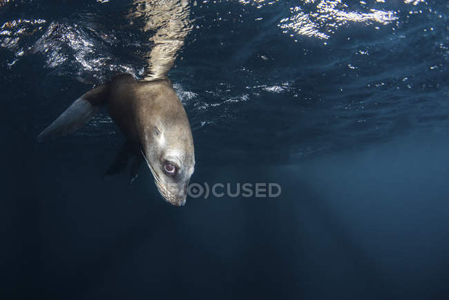 Sea lion with head below surface — Stock Photo