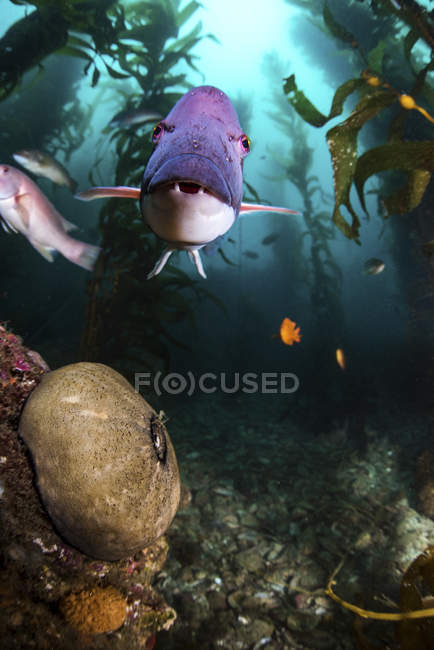 Schafsköpfe schwimmen im Kelp — Stockfoto