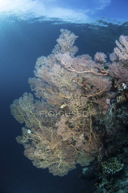 Gran gorgoniano creciendo en el arrecife - foto de stock
