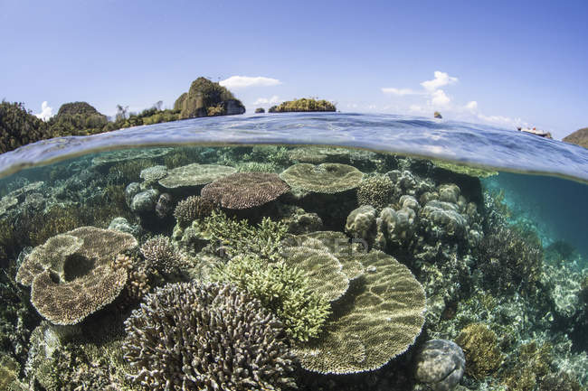 Коралловый риф рядом с островом известняка — стоковое фото
