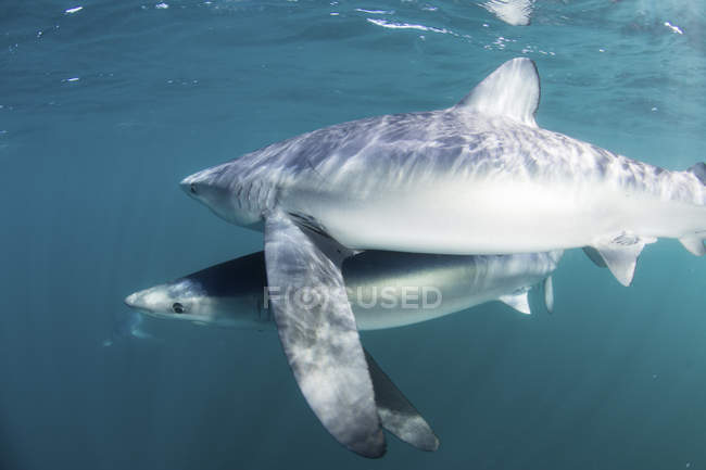 Tubarões azuis nadando perto de Cape Cod — Fotografia de Stock