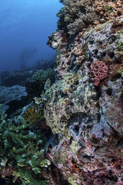 Crocodilefish camuflado no recife de coral — Fotografia de Stock