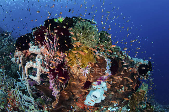 Coloridos peces de arrecife nadando cerca de Alor - foto de stock