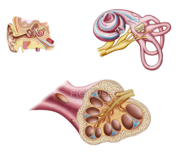 Anatomía del conducto coclear en el oído humano - foto de stock