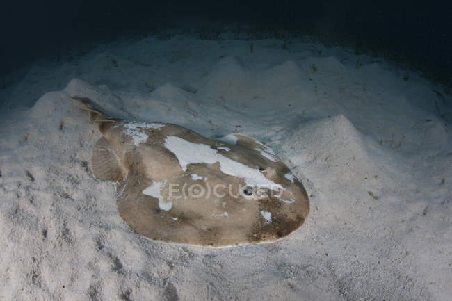Raggio elettrico caraibico adagiato sul fondo marino — Foto stock