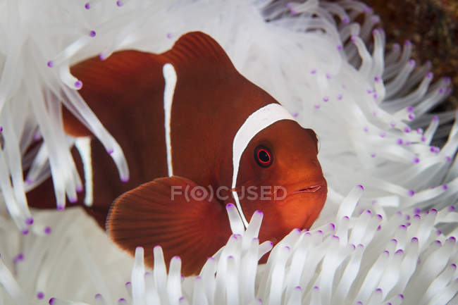Spine-cheeked clownfish swimming near anemone — Stock Photo