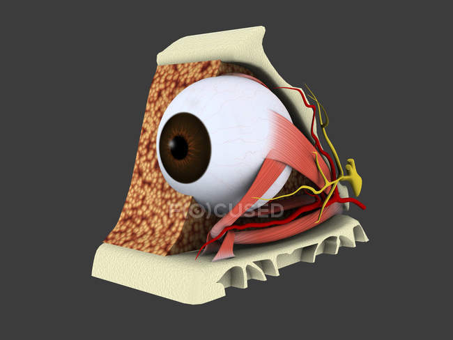 Illustrazione medica dell'anatomia dell'occhio umano — Foto stock