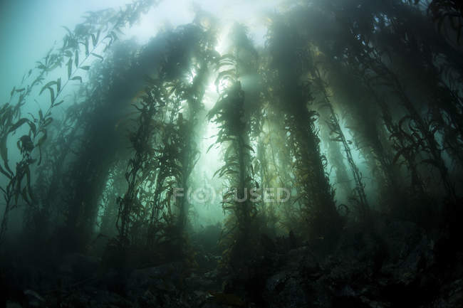 Bosque de algas gigantes - foto de stock