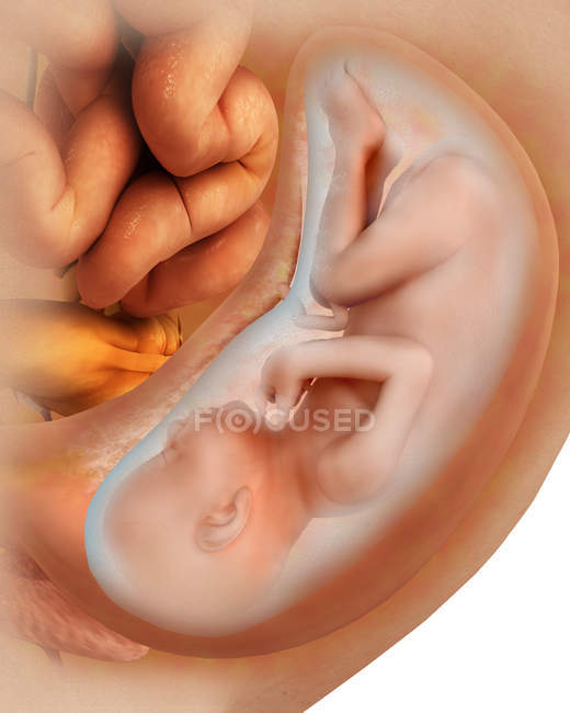 Ilustración médica del desarrollo fetal en 36 semanas - foto de stock