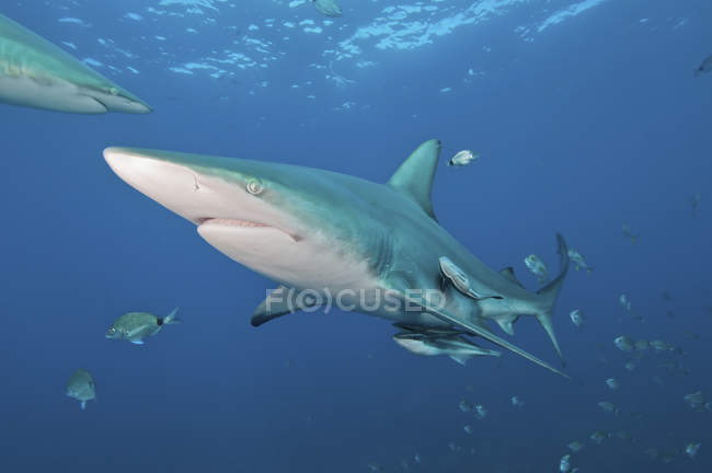 Чернопёрые акулы, плавающие со стаей рыб — стоковое фото