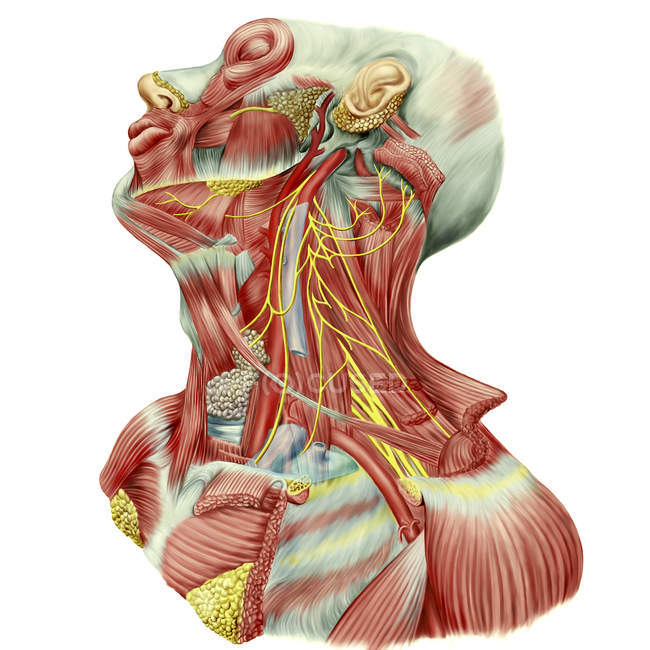 Vista detalhada da dissecção do pescoço humano mostrando ansa cervicalis, hipoglosso descendente e cervical — Fotografia de Stock