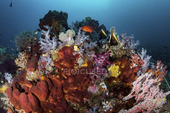 Sponges among soft corals and fish — Stock Photo