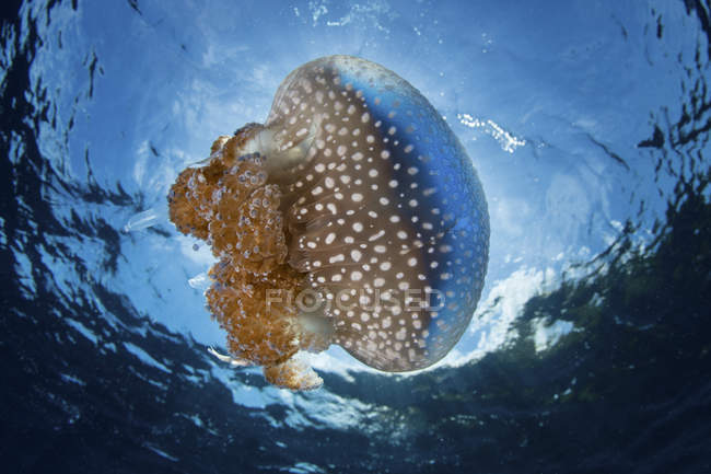 Jellyfish drifting near water surface — Stock Photo
