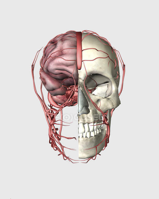 Vista transeccional del cráneo humano mostrando medio cerebro con venas - foto de stock