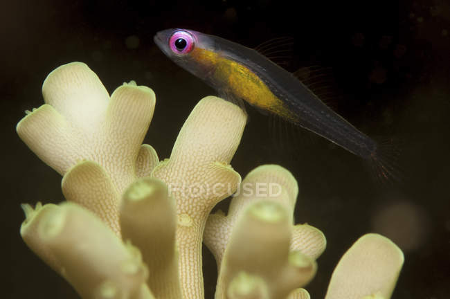 Redentore goby appoggiato sul corallo — Foto stock