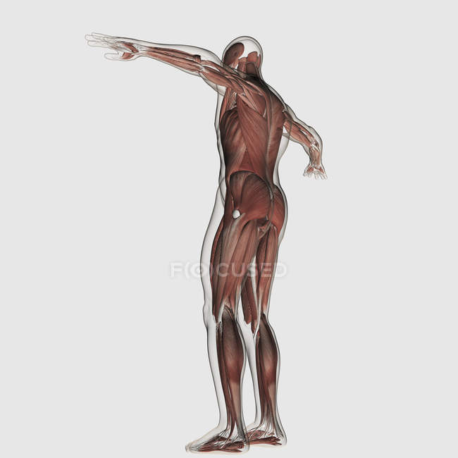 Anatomía del sistema muscular masculino - foto de stock