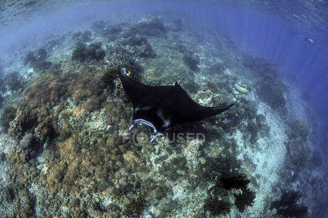 Манта промінь плаває над кораловим рифом — стокове фото