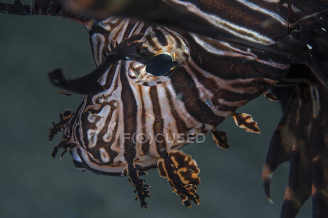 Feuerfisch-Nahaufnahme Kopfschuss — Stockfoto
