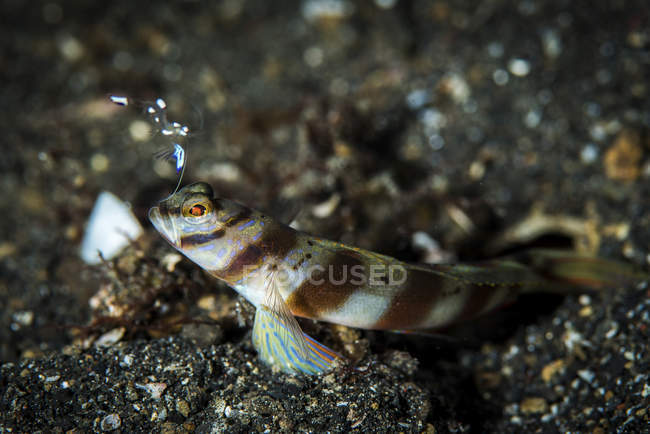 Shrimp goby and glass shrimp — Stock Photo