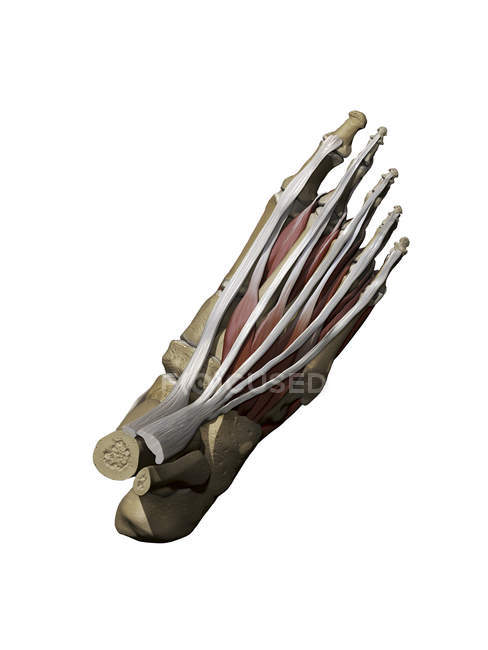 Modelo del pie que representa los músculos superficiales dorsales y las estructuras óseas - foto de stock