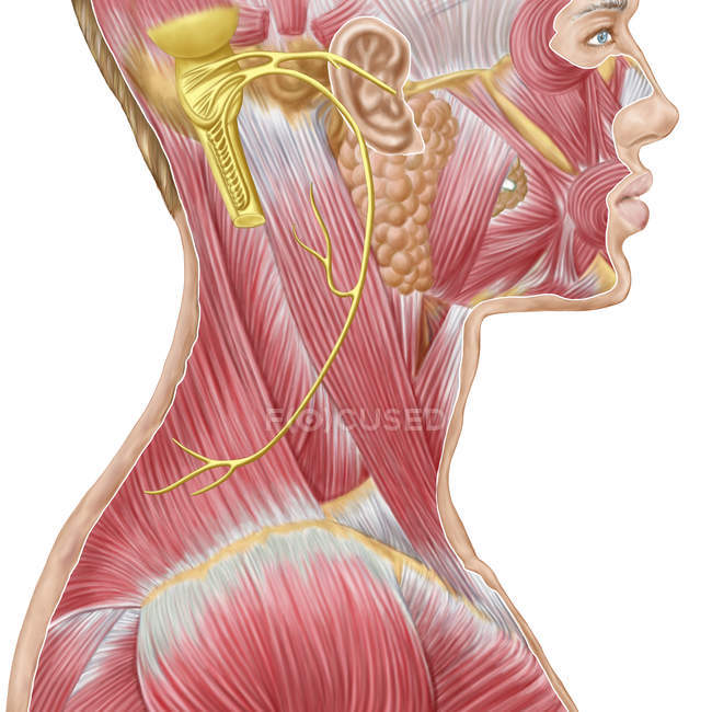 Vista del nervio accesorio que muestra los músculos del cuello y la cara - foto de stock